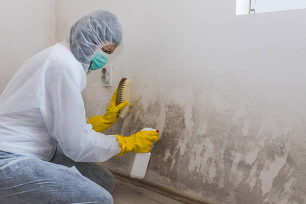 Professional Mold Inspection in Monterey Park, CA